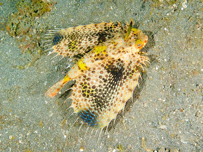 Flying gurnard - Dennis Hairball, Sulawesi, Indonesia