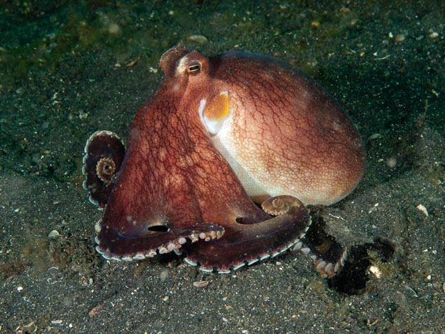 Occtopus - Dennis Hairball, Sulawesi, Indonesia