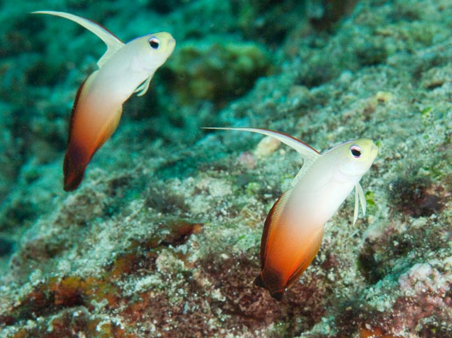 Fire dartfish - Barracuda Point, Sulawesi, Indonesia