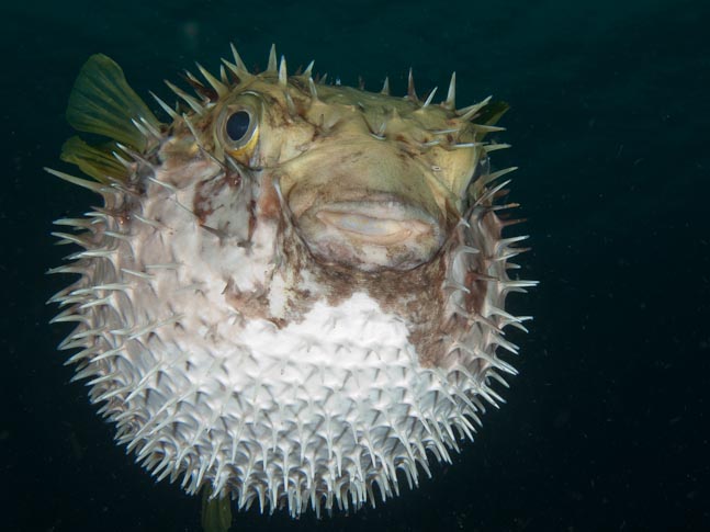Porcupinefish - Tiwongo Island Channel, PNG