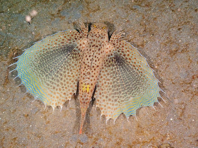 Flying Gurnard - Air Banjo 3, Sulawesi, Indonesia