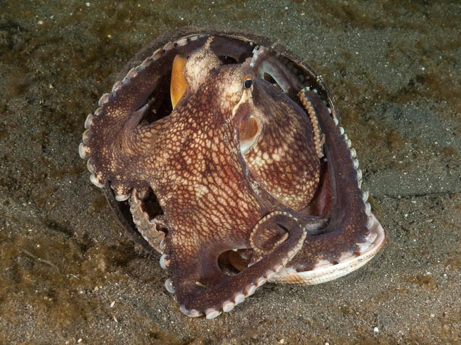 Coconut Octopus - Air Banjo 2, Sulawesi, Indonesia
