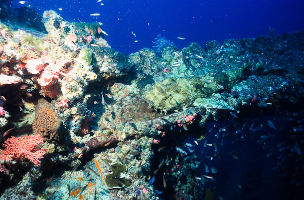 Wobbegong on Rack Gear - 2002