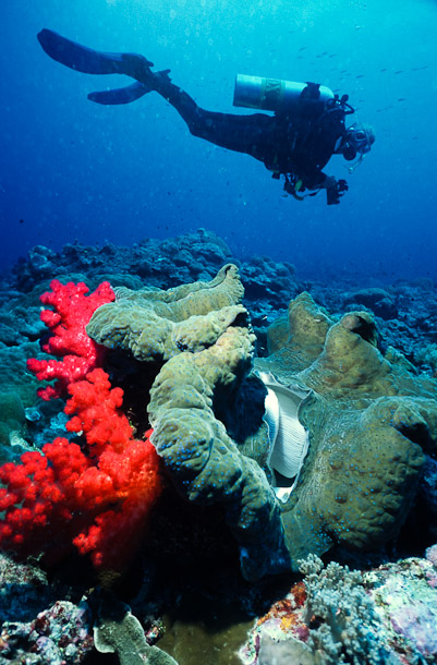 Gill and Clam - Pelilieu Pocket