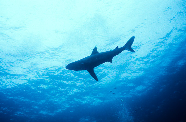 Grey Reef Shark in Silhouette