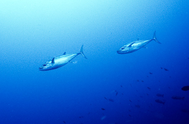 Tuna on the Run