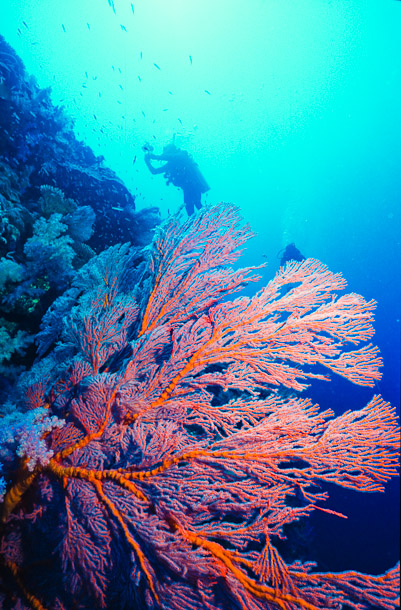 Seafan - Parrots Edge, Clerk Reef