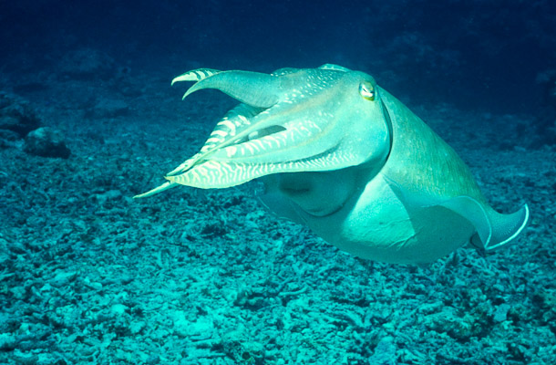 Cuttlefish - Canyons and Caves, Clerk Reef