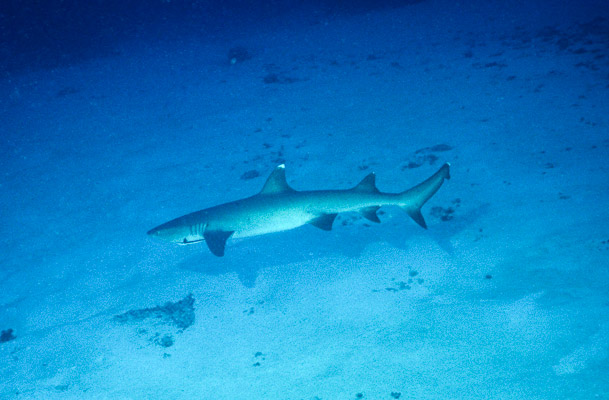 White-tip Reef Shark - Eel Creek, Clerk Reef