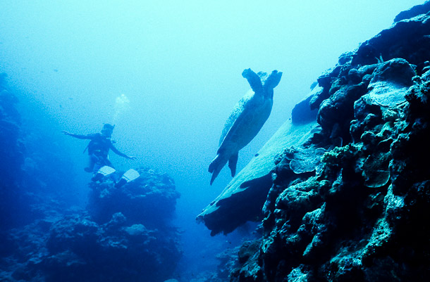 Turtle and Diver - Gutters, Mermaid Reef