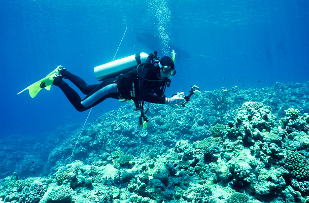 Deco Photography, Gutters, Mermaid Reef