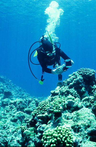 Deco Photography, Gutters, Mermaid Reef