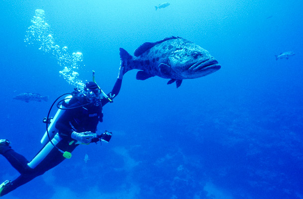 Nic Pats Cod - Cod Hole, Mermaid Reef