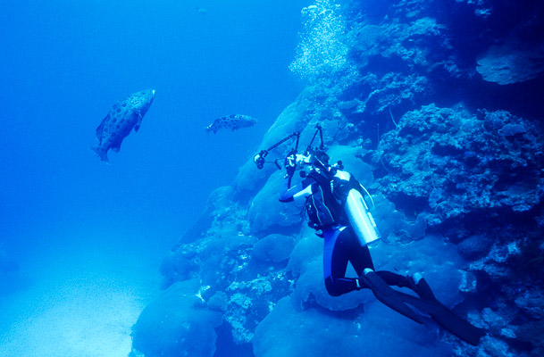 Dave and Cod - Cod Hole, Mermaid Reef