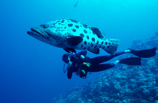 Racing to Catch Up - Cod Hole, Mermaid Reef