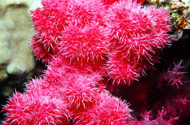 Soft Coral Macro - Jummy-goes-to-China, Clerk Reef