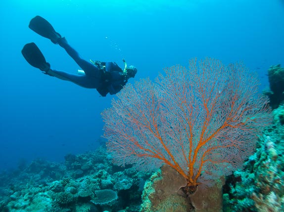 Seafan and Pearl at South Park, Clerke Reef