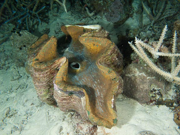 Giant Clam on night dive at Aquarium, Clerke Reef