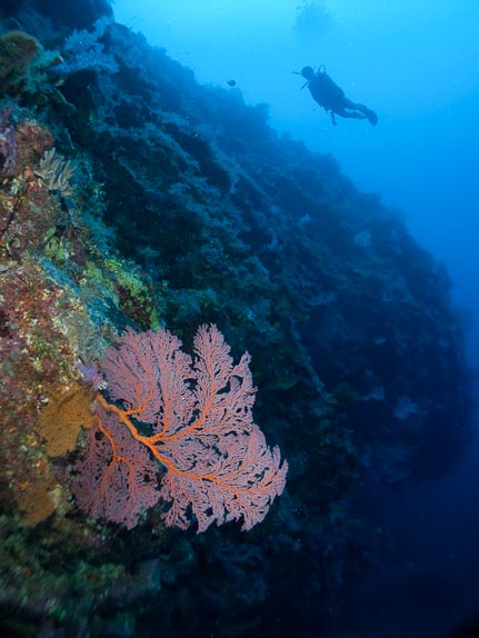 Seafan at Clerke Wall at 40 m, Clerke Reef