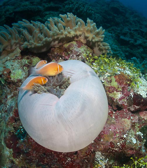 Pink anemonefish (Amphiprion perideraion) and anemone (H. magnifica) at Clerke Wall, Clerke Reef