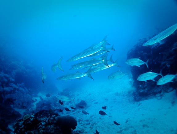 Chevron barracuda (Sphyraena qenie) and trevally (Caranx papuensis) at Cod Hole, Mermaid Reef