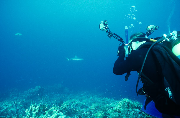 Ron and Shark