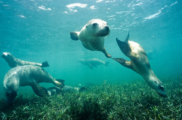 'The Boys' - seven sealions at play