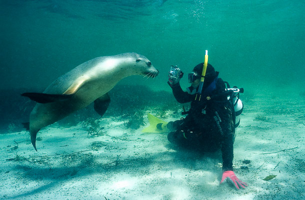 'Put away that silly camera and giveusakiss' - Nicole and Sealion