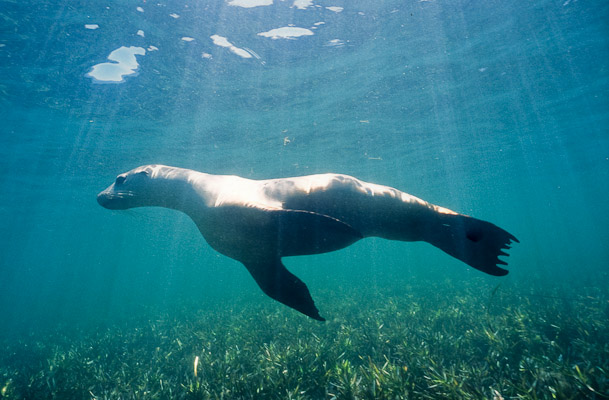 Sealion on the Side