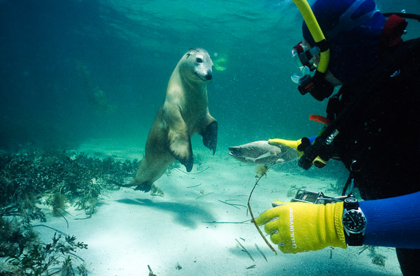 Nigel and a Curious Sealion