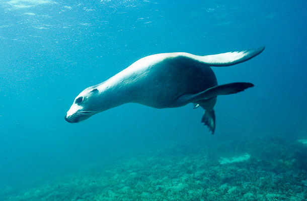 Sealion turning at Speed