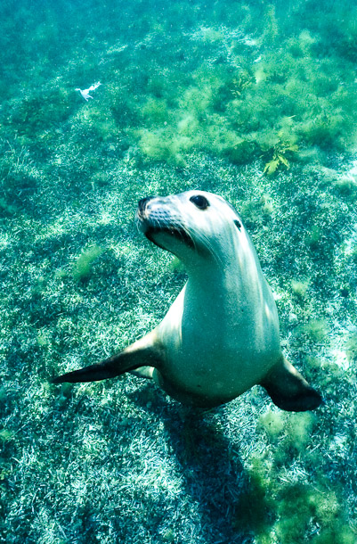 Curious Sealion
