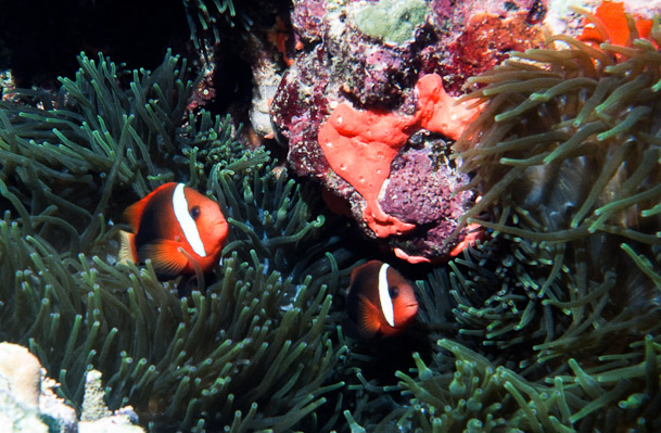 Tomato anemonefish - Mane Point, Russel Is