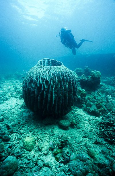 Flippa and barrel sponge with WWII wreckage - 'White Beach', Russel Is