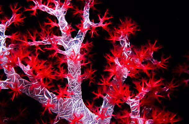 Red soft coral - Leru Cut, Russel Is